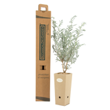 Pianta di Anthyllis barba-jovis in vaso di cartone 9x9x20 con scatola BotanicalDryGarden