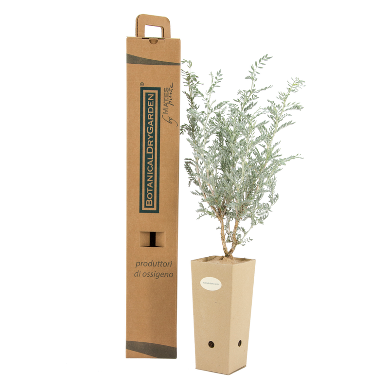 Pianta di Anthyllis barba-jovis in vaso di cartone 9x9x20 con scatola BotanicalDryGarden