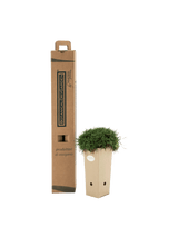 Pianta di Armeria maritima 'Alba' in vaso di cartone 9x9x20 con scatola BotanicalDryGarden