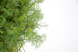 Dettaglio di una pianta di Artemisia camphorata
