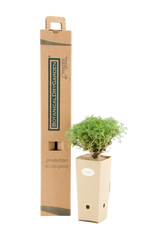 Pianta di Artemisia camphorata in vaso di cartone 9x9x20 con scatola BotanicalDryGarden
