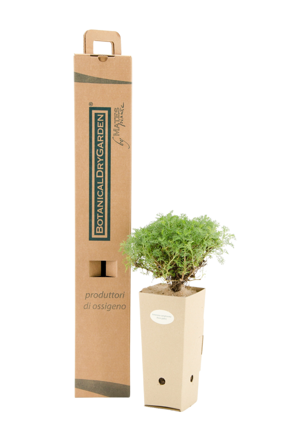 Pianta di Artemisia camphorata in vaso di cartone 9x9x20 con scatola BotanicalDryGarden