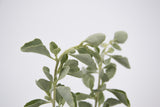 Dettaglio di una pianta di Atriplex nummularia