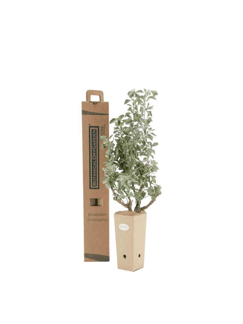 Pianta di Atriplex nummularia in vaso di cartone 9x9x20 con scatola BotanicalDryGarden