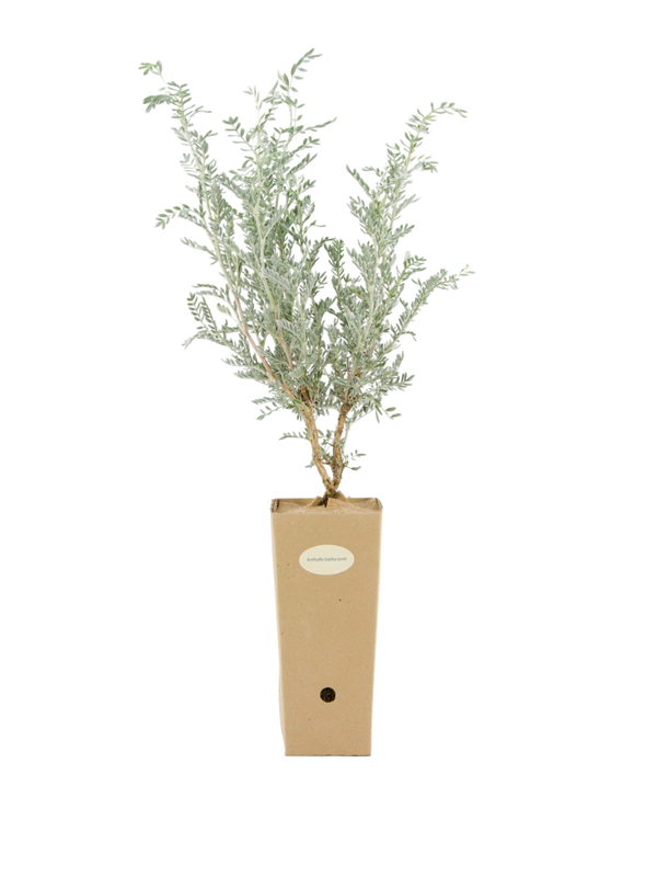 Pianta di Anthyllis barba-jovis in vaso di cartone 9x9x20
