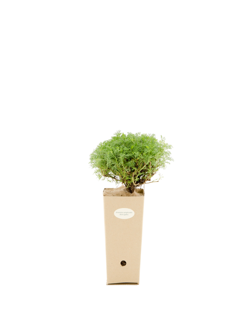 Pianta di Artemisia campionata a fiore giallo in vaso di cartone 9x9x20