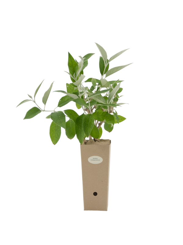 Pianta di Buddleja madagascariensis in vaso di cartone 9x9x20
