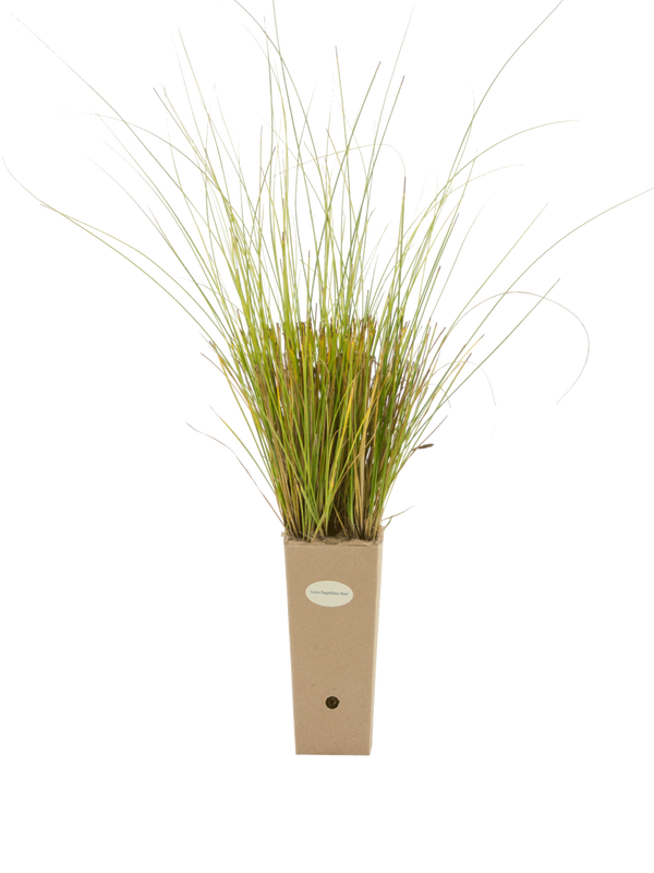 Pianta di Carex flagellifera 'Kiwi' in vaso di cartone 9x9x20