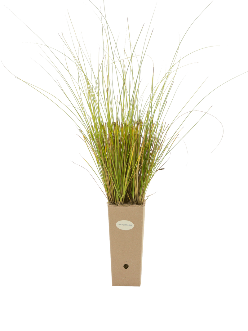 Pianta di Carex flagellifera 'Kiwi' in vaso di cartone 9x9x20