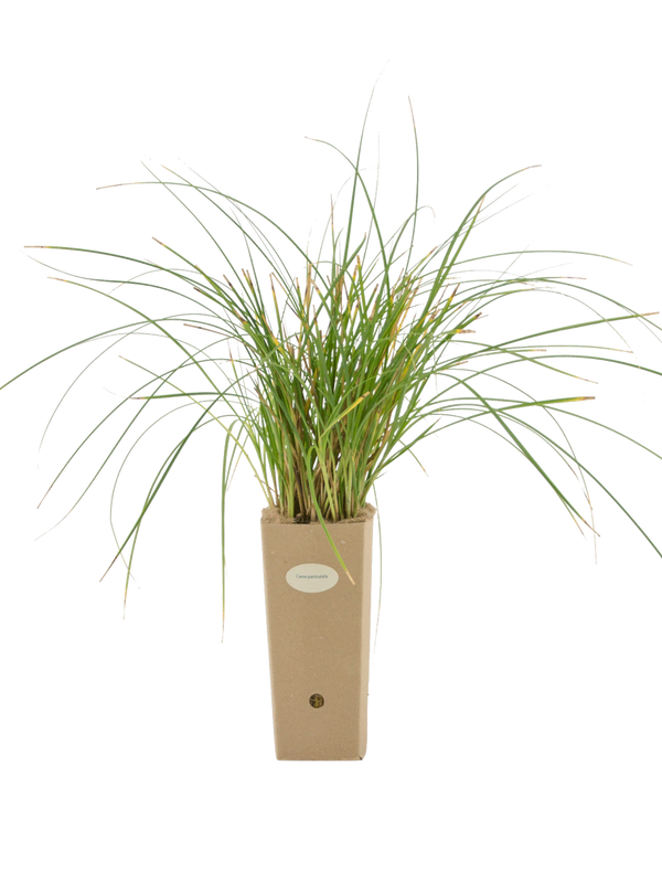 Pianta di Carex paniculata in vaso di cartone 9x9x20