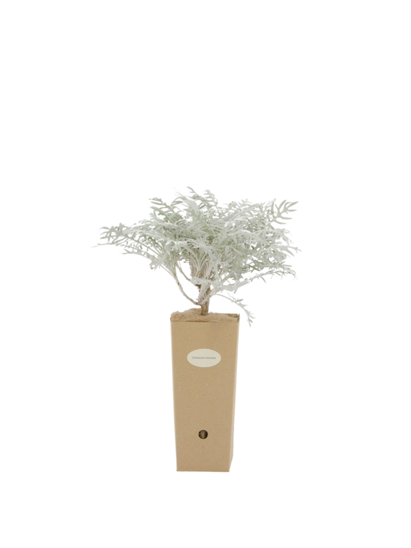 Pianta di Centaurea cineraria in vaso di cartone 9x9x20