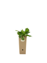 Pianta di Eryngium planum in vaso di cartone 9x9x20