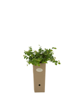 Pianta di Ficus pumila in vaso di cartone 9x9x20