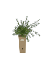 Pianta di Grevillea juniperina in vaso di cartone 9x9x20