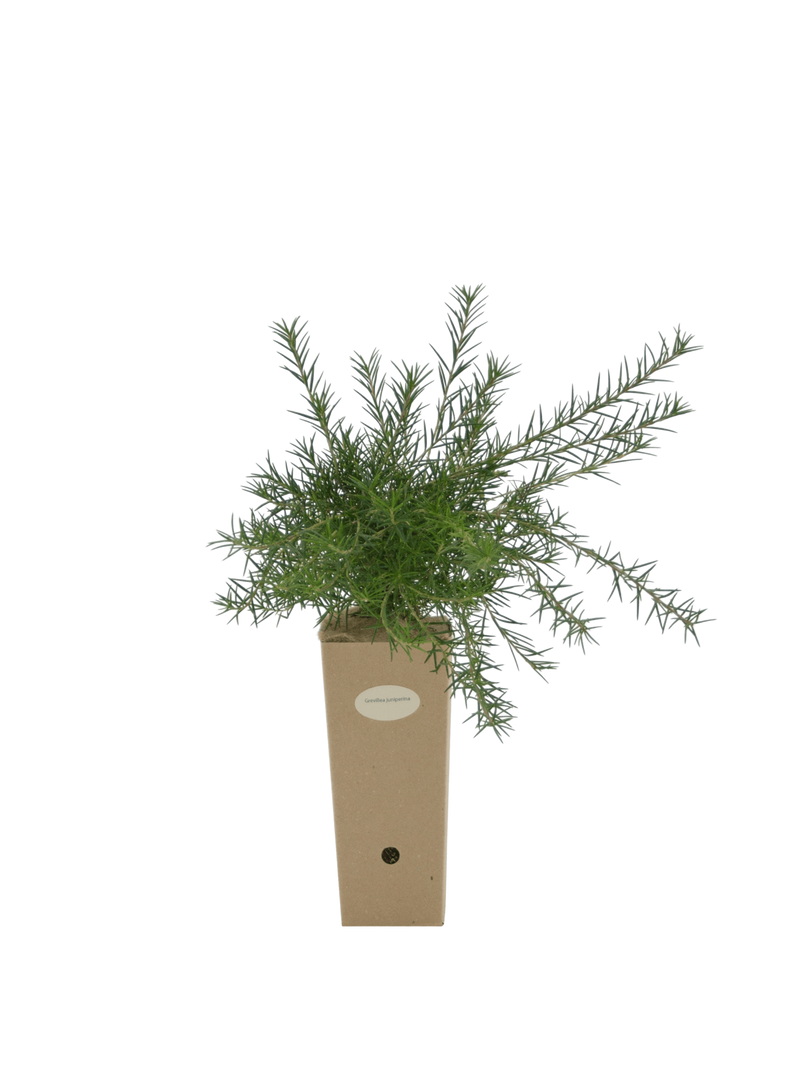 Pianta di Grevillea juniperina in vaso di cartone 9x9x20