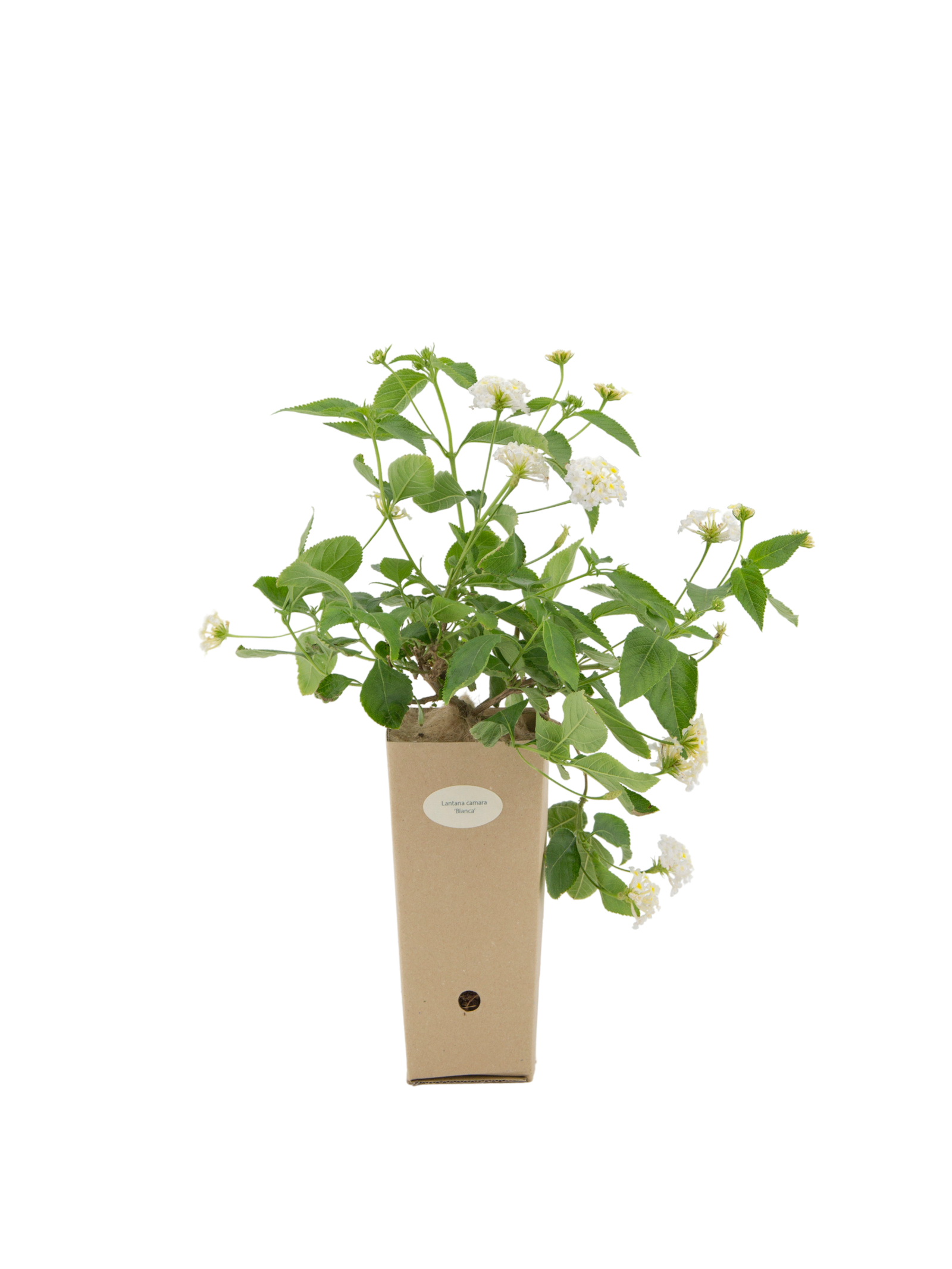 Pianta Lantana Camara In Vaso 14cm - Arbusto Sempreverde Anti-Zanzare, Fioritura Colorata