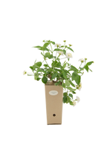 Pianta di Lantana camara a fiore bianco in vaso di cartone 9x9x20