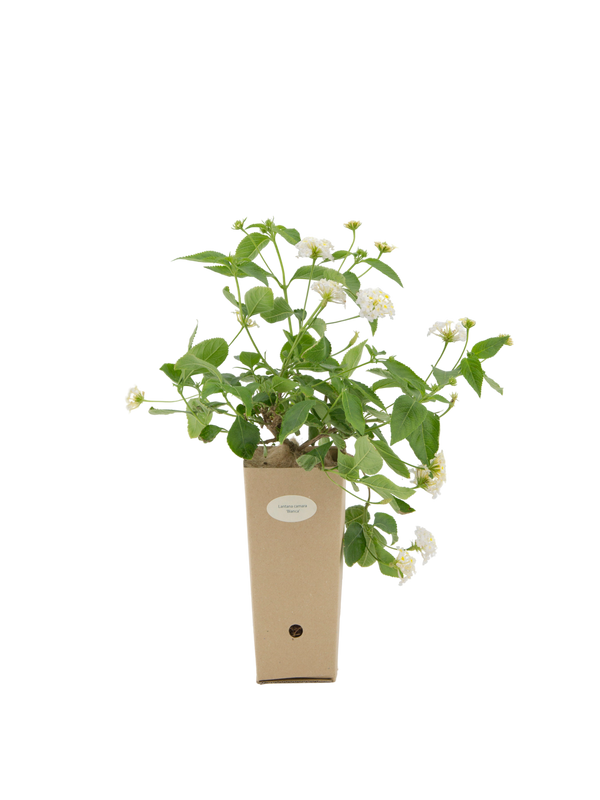 Pianta di Lantana camara a fiore bianco in vaso di cartone 9x9x20