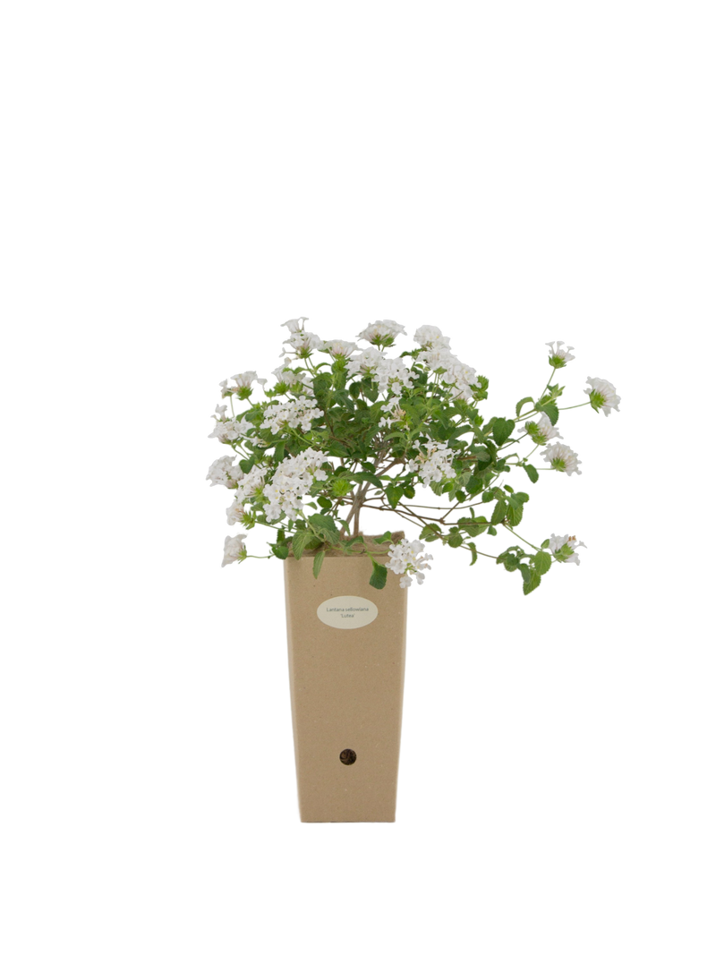 Pianta di Lantana sellowiana 'Alba' (fiore bianco) in vaso di cartone 9x9x20