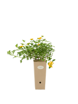 Pianta di Lantana sellowiana 'Lutea' (fiore giallo) in vaso di cartone 9x9x20