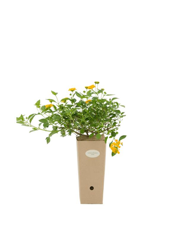 Pianta di Lantana sellowiana 'Lutea' (fiore giallo) in vaso di cartone 9x9x20