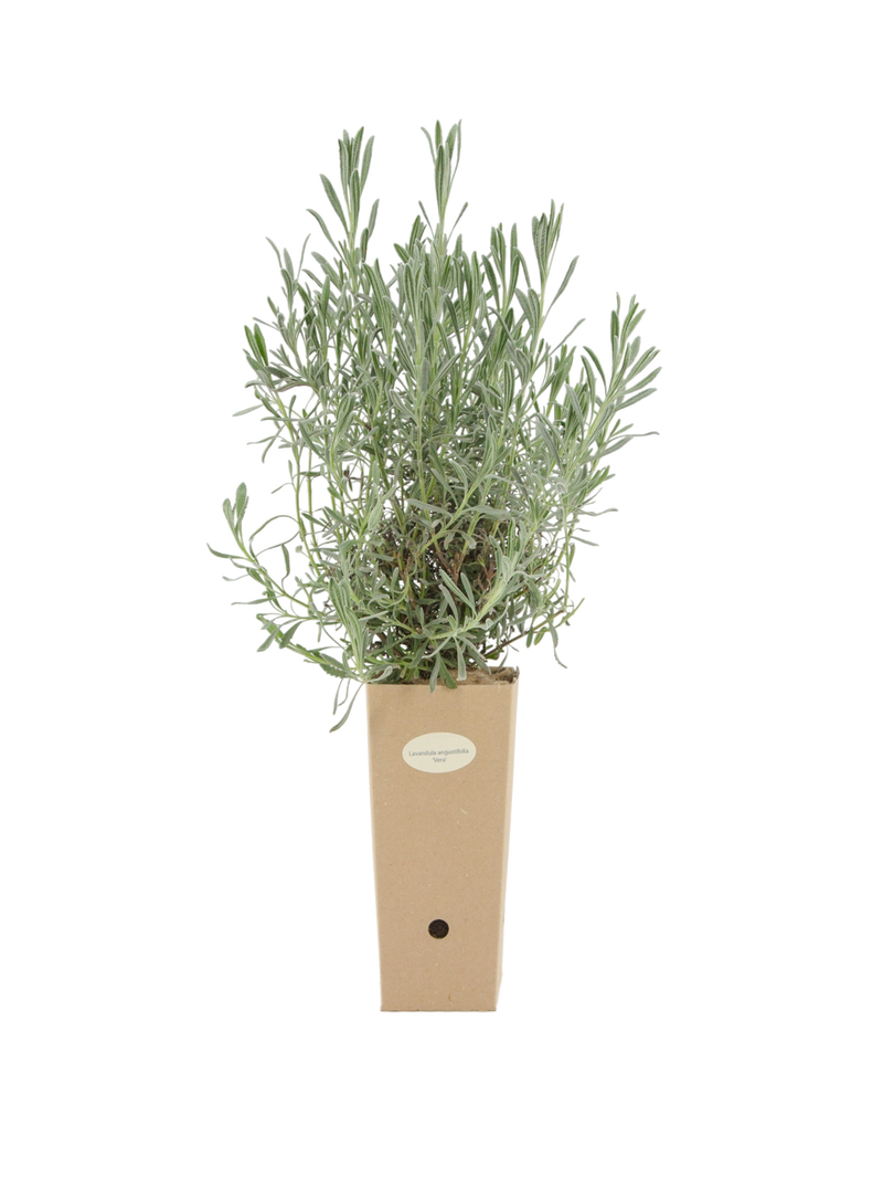 Pianta di Lavandula angustifolia 'Vera' in vaso di cartone 9x9x20
