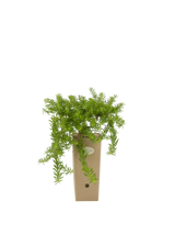 Pianta di Myoporum parvifolium in vaso di cartone 9x9x20