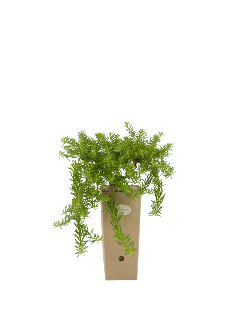 Pianta di Myoporum parvifolium in vaso di cartone 9x9x20