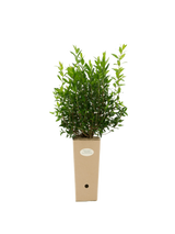 Pianta di Myrtus communis 'Macrophylla' (varietà a foglia grande del mirto comune) in vaso di cartone 9x9x20