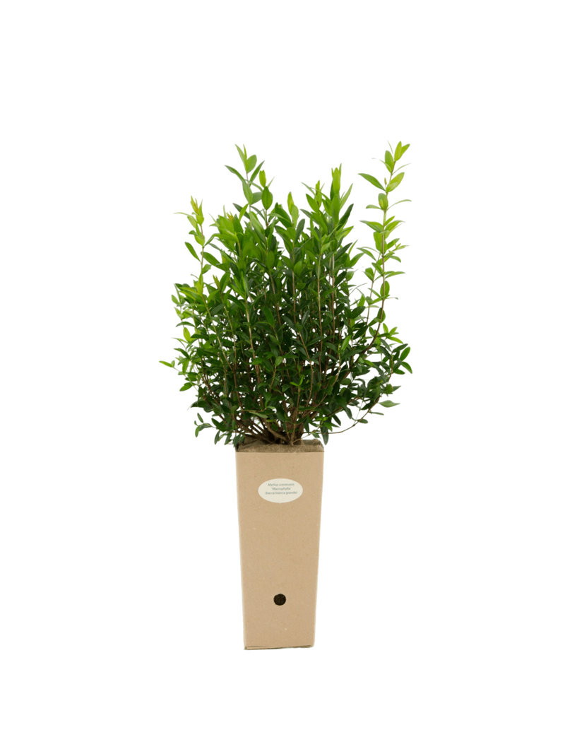 Pianta di Myrtus communis 'Macrophylla' (varietà a foglia grande del mirto comune) in vaso di cartone 9x9x20
