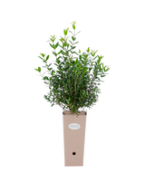 Pianta di Myrtus communis (con bacca bianca piccola) in vaso di cartone 9x9x20