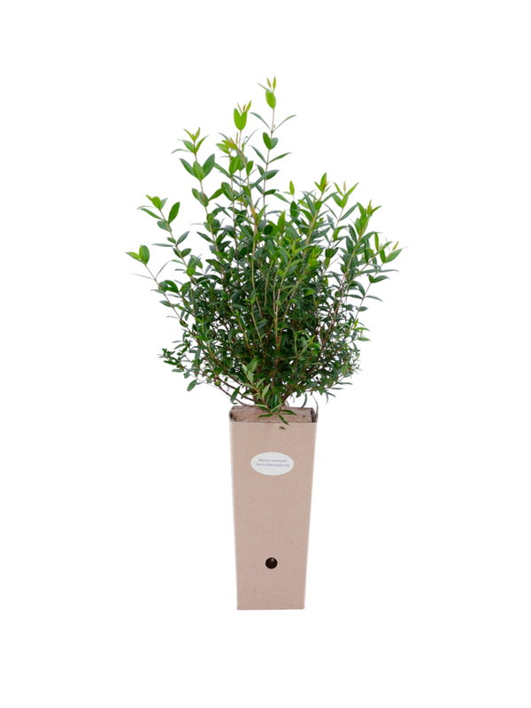Pianta di Myrtus communis (con bacca bianca piccola) in vaso di cartone 9x9x20
