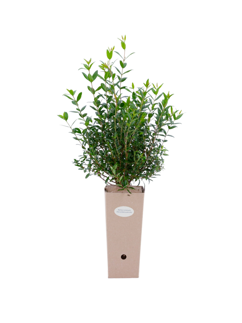 Pianta di Myrtus communis (con bacca bianca piccola) in vaso di cartone 9x9x20