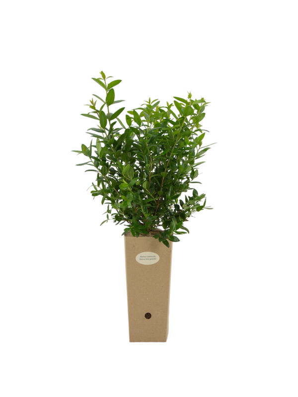 Pianta di Myrtus communis (con bacca nera grande) in vaso di cartone 9x9x20