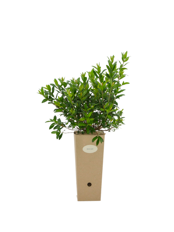 Pianta di Myrtus ugni (Ugni molinae) in vaso di cartone 9x9x20