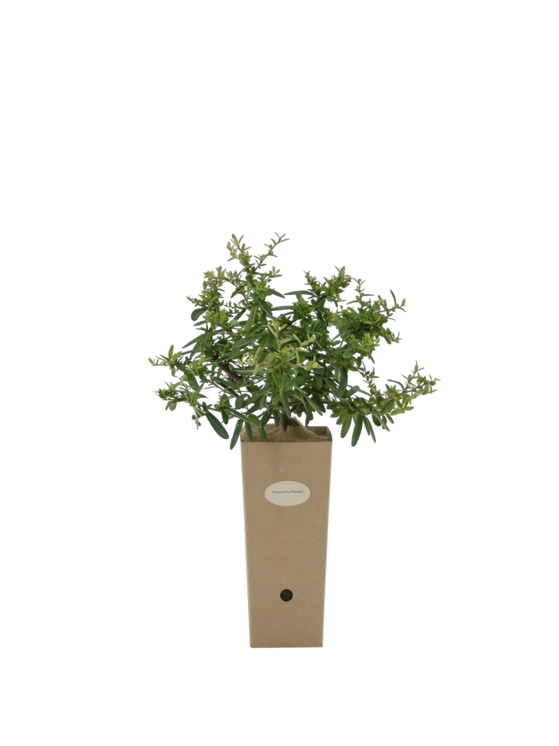 Pianta di Pyracantha 'Navaho' in vaso di cartone 9x9x20