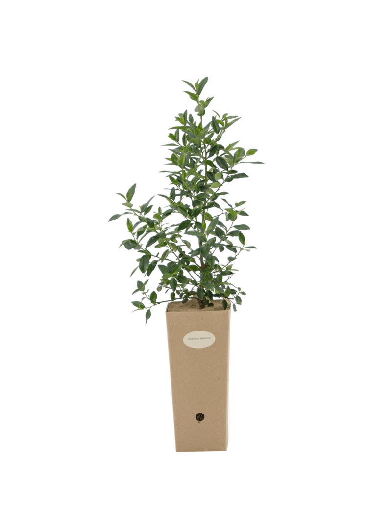 Pianta di Rhamnus alaternus in vaso di cartone 9x9x20