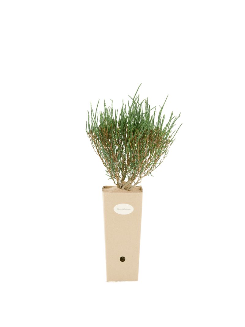 Pianta di Salicornia fruticosa in vaso di cartone 9x9x20