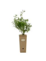 Pianta di Salvia dentata in vaso di cartone 9x9x20