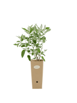 Pianta di Salvia discolor in vaso di cartone 9x9x20