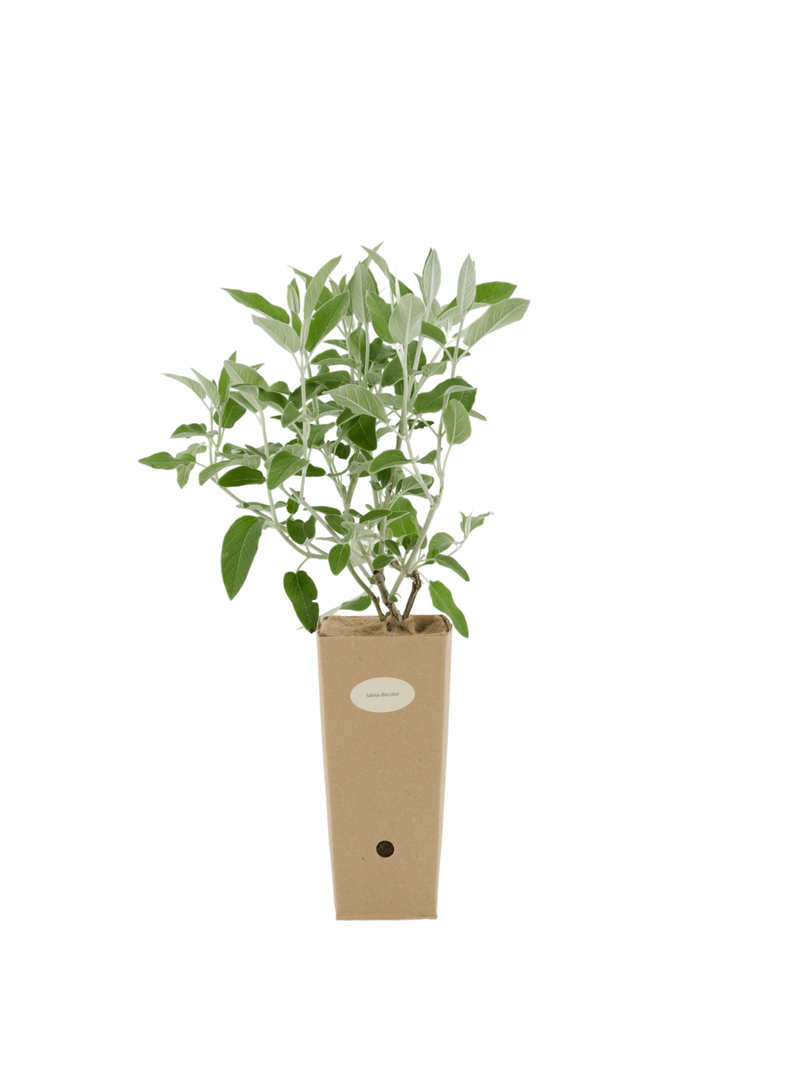 Pianta di Salvia discolor in vaso di cartone 9x9x20