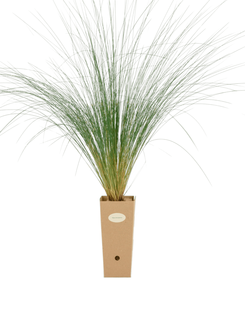 Pianta di Stipa tenuissima in vaso di cartone 9x9x20