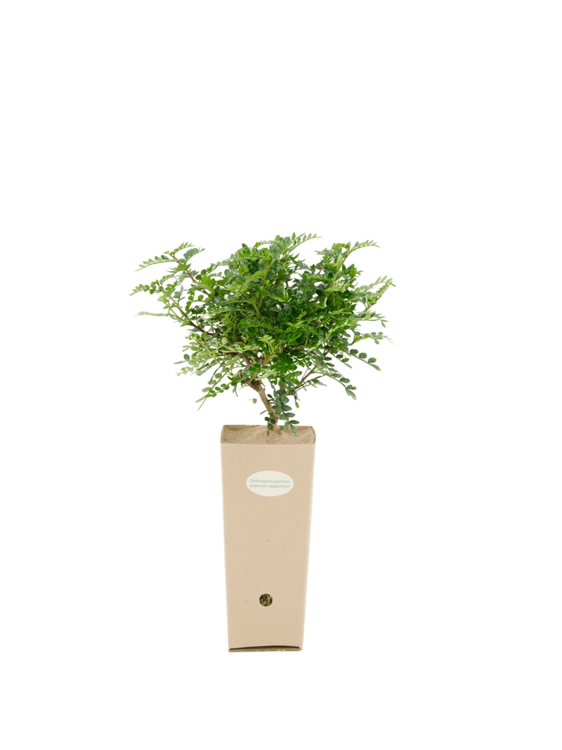 Pianta di Zanthoxylum piperitum in vaso di cartone 9x9x20