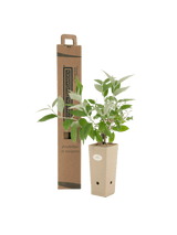 Pianta di Buddleja madagascariensis in vaso di cartone 9x9x20 con scatola BotanicalDryGarden