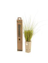 Pianta di Carex flagellifera 'Kiwi' in vaso di cartone 9x9x20 con scatola BotanicalDryGarden