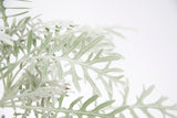 Dettaglio di una pianta di Centaurea cineraria