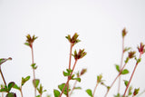 Dettaglio di una pianta di Ceratostigma griffithii