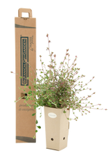 Pianta di Ceratostigma griffithii in vaso di cartone 9x9x20 con scatola BotanicalDryGarden