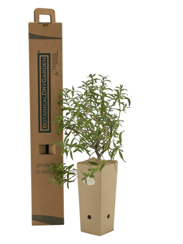 Pianta di Cistus x akamantis in vaso di cartone 9x9x20 con scatola BotanicalDryGarden