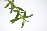 Dettaglio di una pianta di Cistus x akamantis
